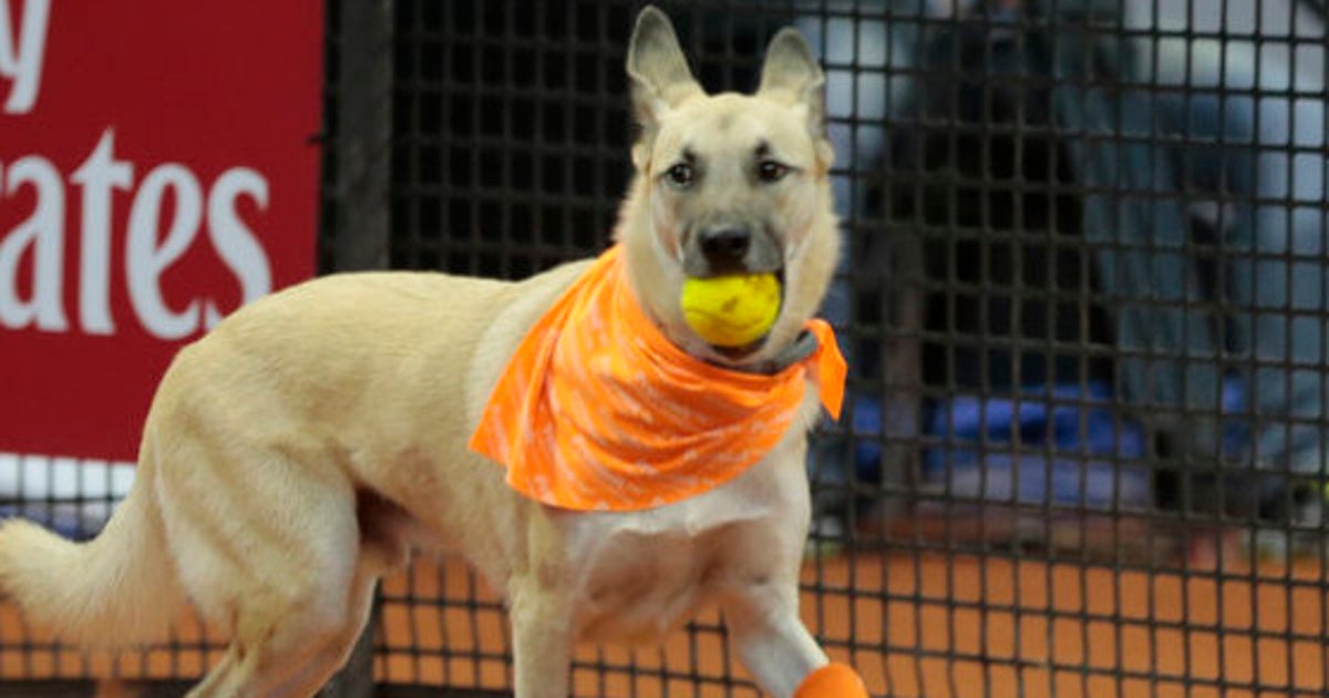 保護された犬たちが テニスの ボールドッグ になったよ 動画 ハフポスト News