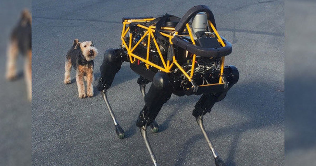 ロボット犬 Spotと本物の犬コスモがバトル 勝敗のゆくえは 動画 ハフポスト