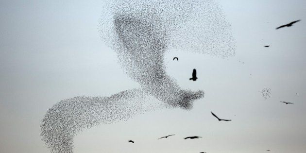 A picture taken on January 4, 2015 shows a murmuration of starlings performing their traditional dance fly before landing to sleep near the southern Arab Israeli city of Rahat, in the northern Israeli Negev desert. AFP PHOTO / MENAHEM KAHANA / AFP / MENAHEM KAHANA (Photo credit should read MENAHEM KAHANA/AFP/Getty Images)