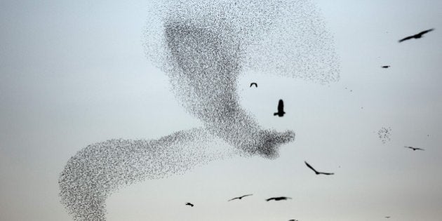 まるでスイミー ムクドリの群れが 巨大な鳥 に ハフポスト