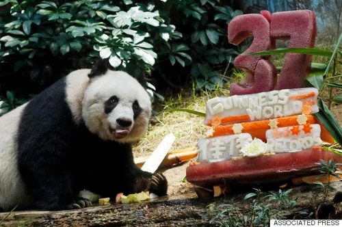 世界最高齢のジャイアントパンダ死ぬ。人間なら114歳「私たちの家族