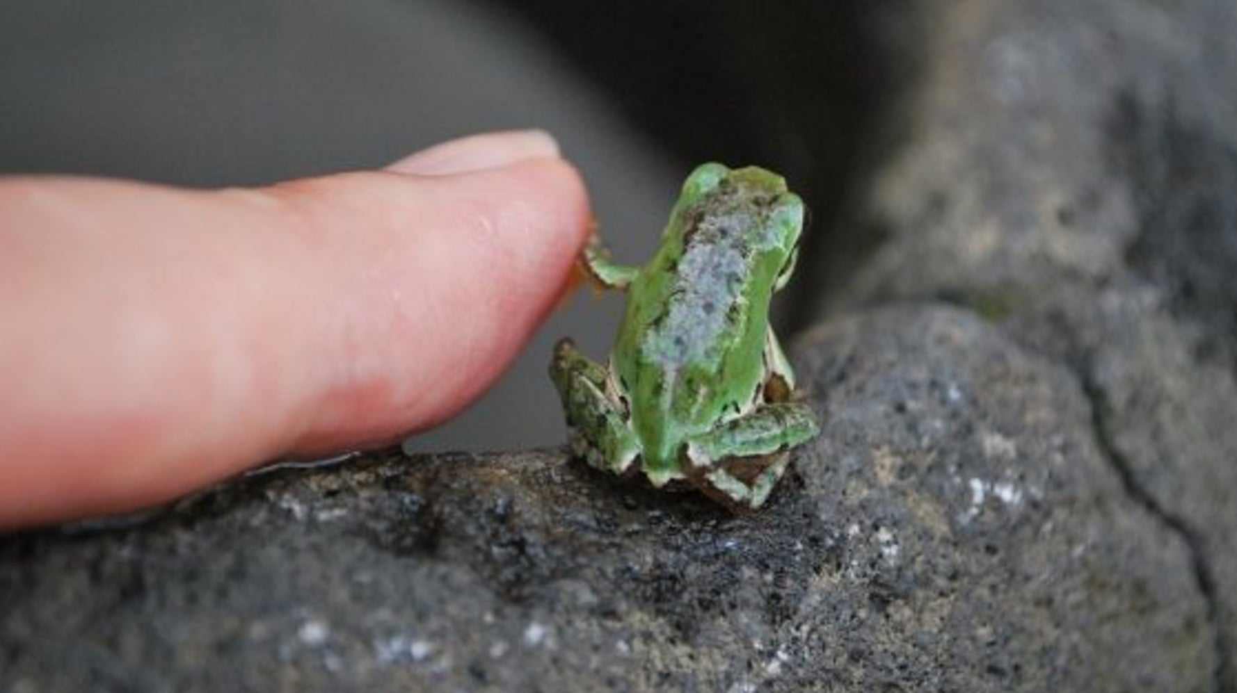 種族を超えた小さなハイタッチ 心ばっちり通いあってますね ハフポスト News 種族を超えた小さなハイタッチ 心ばっちり通いあってますね ハフポスト News