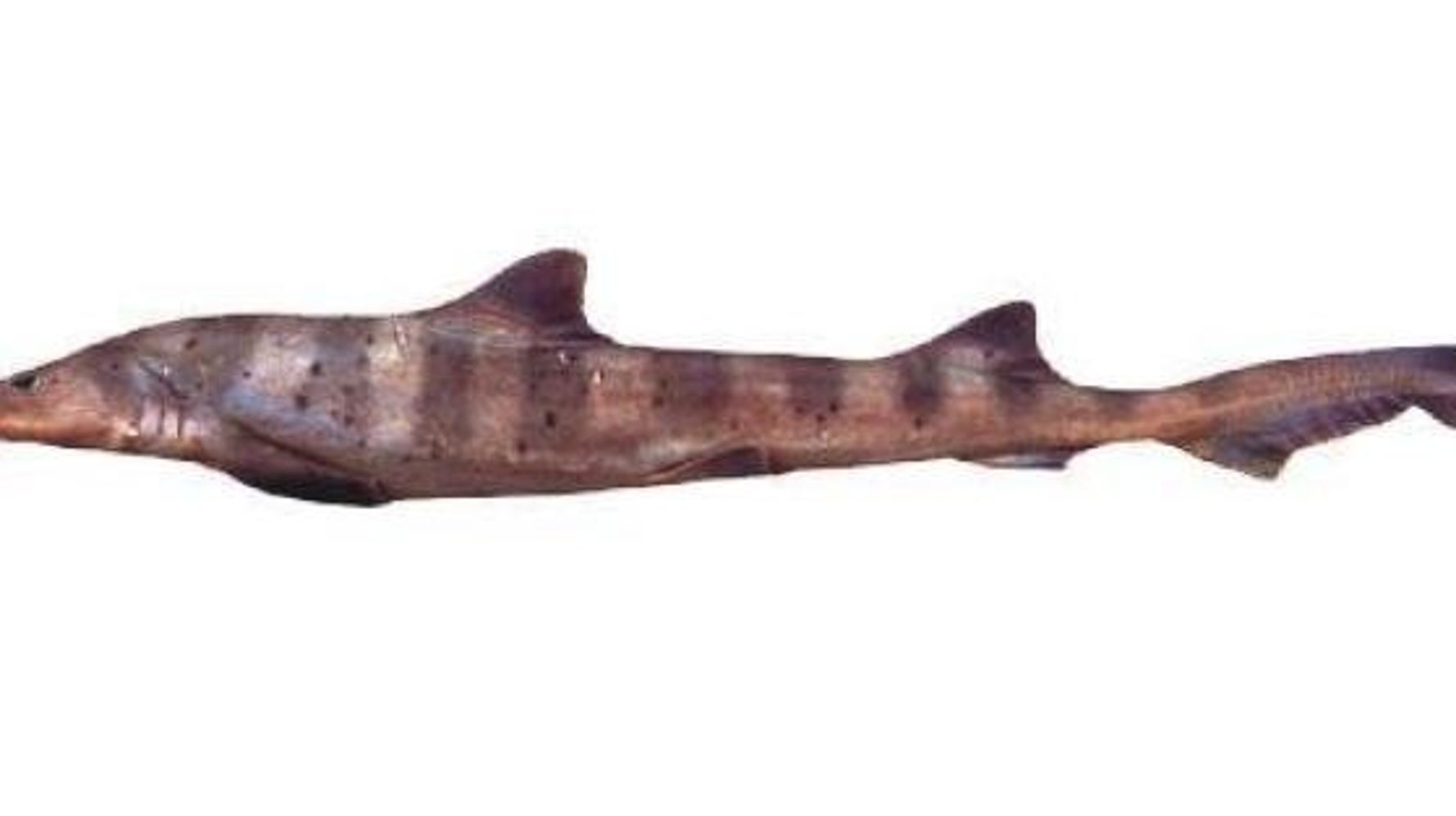 ドチザメ 30匹うようよ 日立市の海水浴場で泳ぐ どんなサメ ハフポスト News