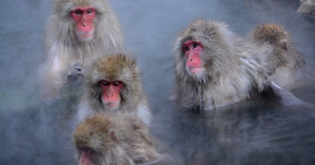 人と同じように ニホンザルも温泉でストレスを解消している 京大グループが発表 ハフポスト