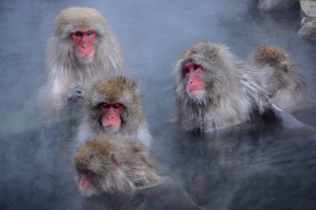 長野県の地獄谷野猿公苑で温泉に入るニホンザル（ラファエラ・サユリ・タケシタ研究員提供）