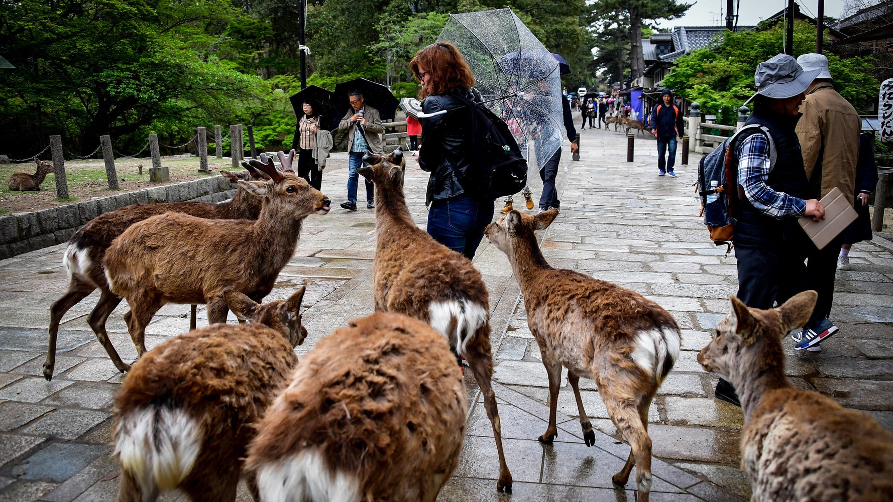 奈良公園のシカが おじぎ する理由は感謝ではなかった 研究結果 ハフポスト