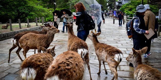 奈良公園のシカが おじぎ する理由は感謝ではなかった 研究結果 ハフポスト