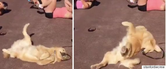 わーんだふる プールに飛び込むコーギー犬 めっちゃ楽しそう 動画 ハフポスト わーんだふる プールに飛び込むコーギー犬 めっちゃ楽しそう 動画 ハフポスト