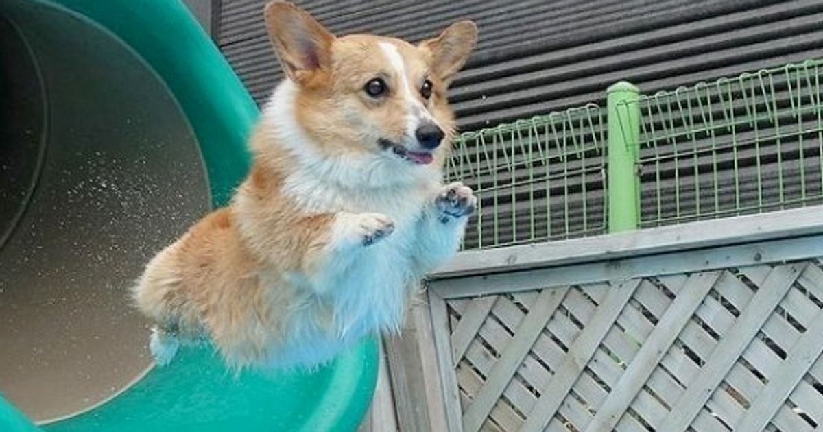 わーんだふる プールに飛び込むコーギー犬 めっちゃ楽しそう 動画 ハフポスト