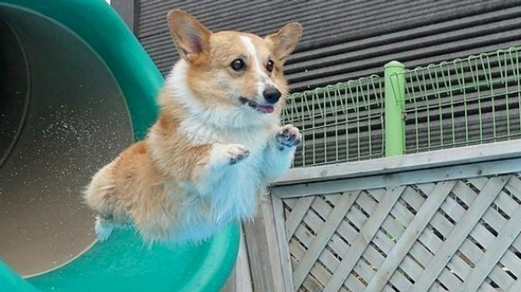 わーんだふる プールに飛び込むコーギー犬 めっちゃ楽しそう 動画 ハフポスト News