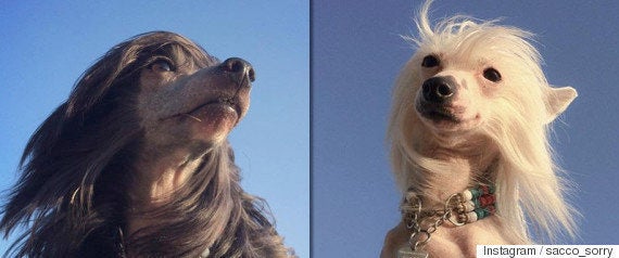 わーんだふる プールに飛び込むコーギー犬 めっちゃ楽しそう 動画 ハフポスト わーんだふる プールに飛び込むコーギー犬 めっちゃ楽しそう 動画 ハフポスト