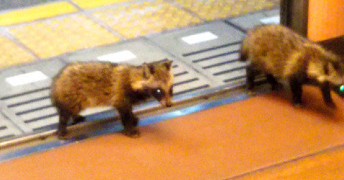 叡山電鉄に子ダヌキ2匹乗車⇒車内きょろきょろ見渡し去る まるで下鴨