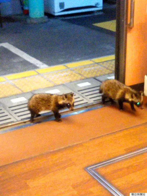 叡山電鉄に子ダヌキ2匹乗車⇒車内きょろきょろ見渡し去る まるで下鴨