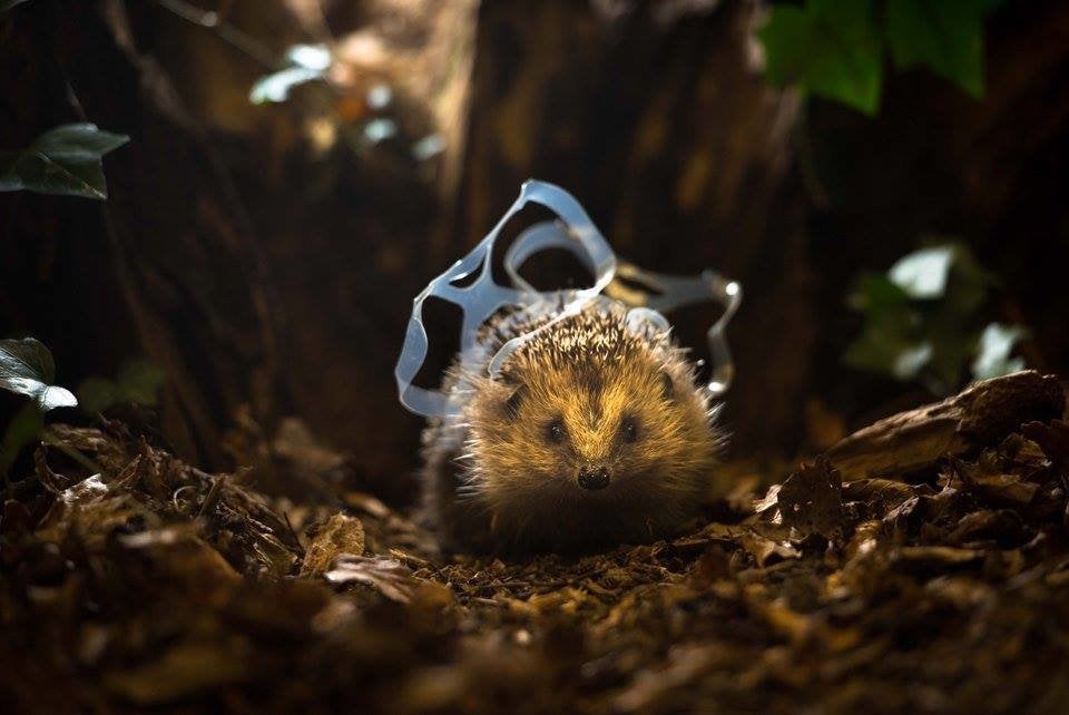 人間が捨てたゴミは 野生動物にこんな暮らしをさせている 画像 ハフポスト