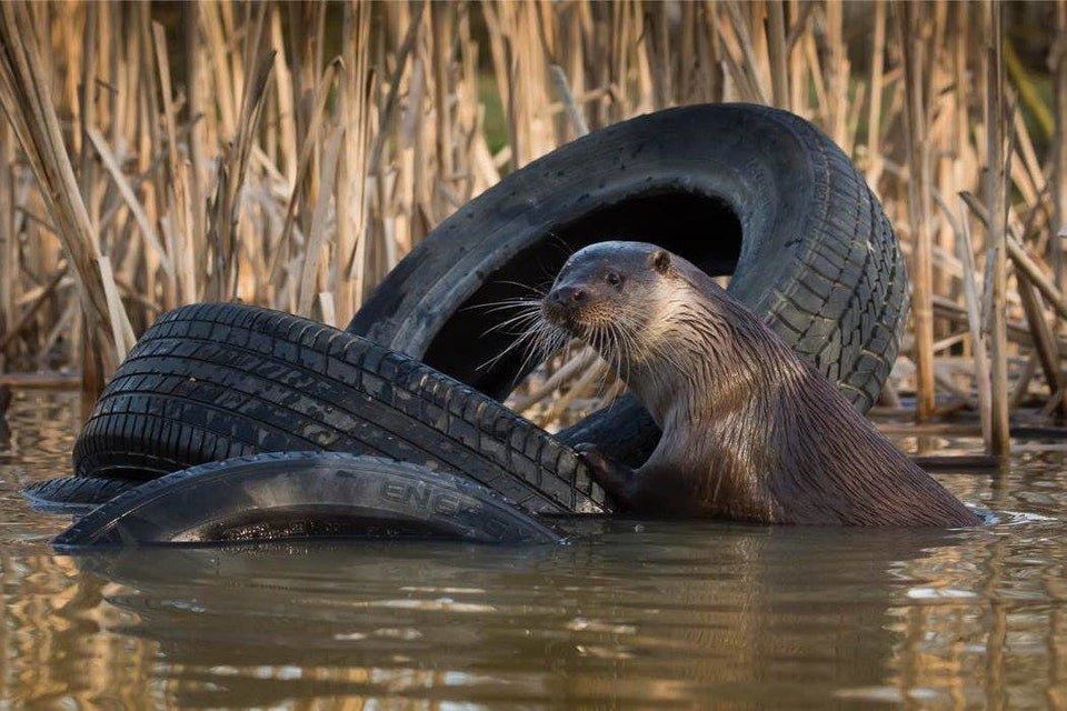 人間が捨てたゴミは 野生動物にこんな暮らしをさせている 画像 ハフポスト