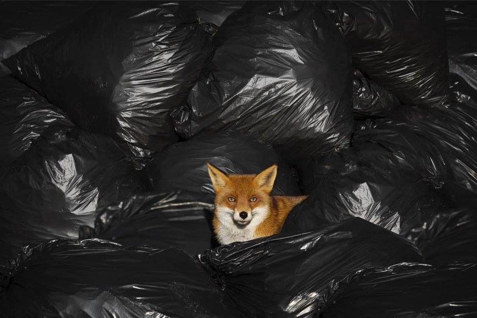 人間が捨てたゴミは 野生動物にこんな暮らしをさせている 画像 ハフポスト