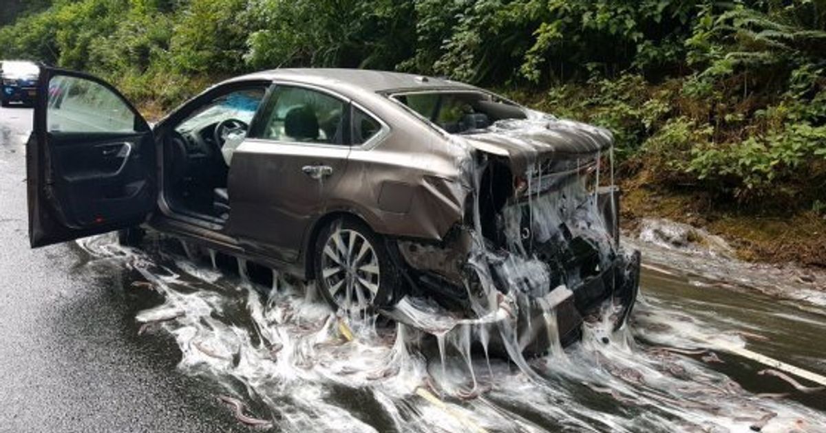 大量のヌタウナギで道路がヌルヌル 後続車4台がスリップ事故 閲覧注意 ハフポスト