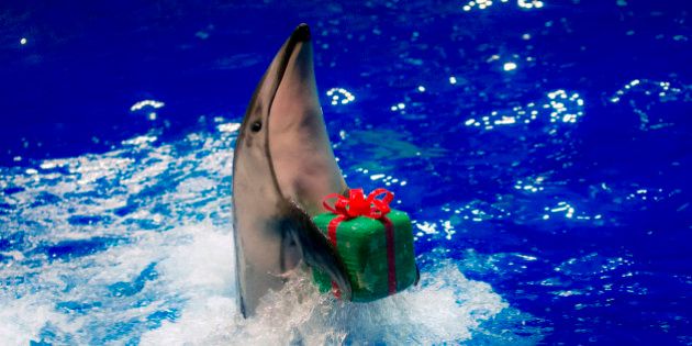 A dolphin moves to return a parcel to its trainer during a special Christmas show at the Shinagawa Aqua Stadium in Tokyo December 23, 2014. REUTERS/Thomas Peter (JAPAN - Tags: ANIMALS SOCIETY TPX IMAGES OF THE DAY)