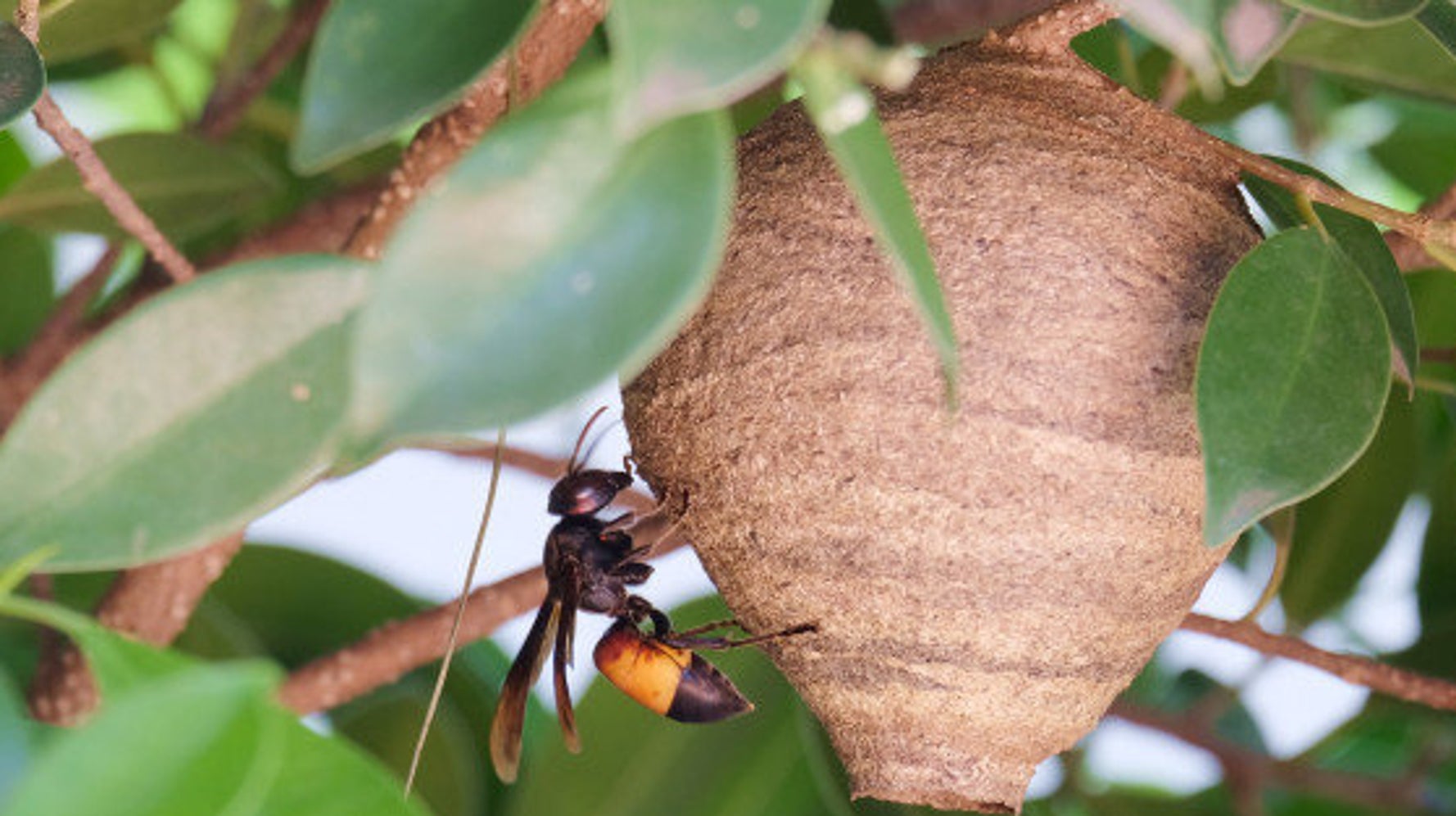 ハチの巣を花火で駆除しようとした男 ガレージごと燃えました ハフポスト News