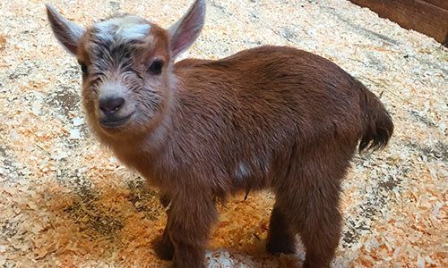 動物園で生まれた チューバッカ が可愛いすぎる ハフポスト