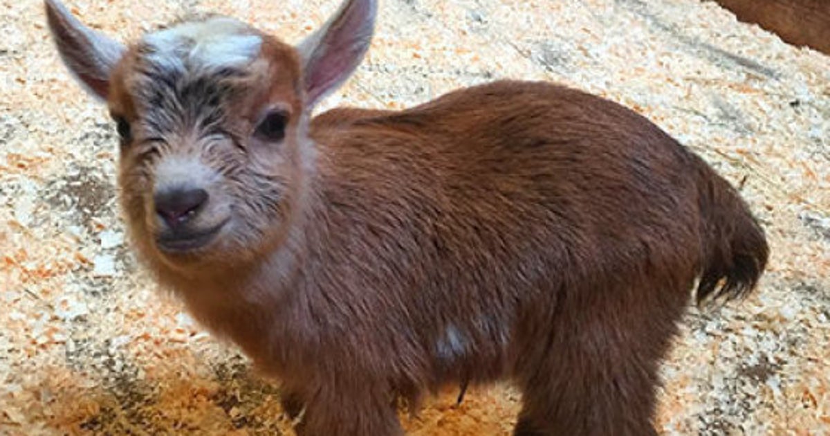 動物園で生まれた チューバッカ が可愛いすぎる ハフポスト