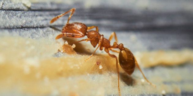 A macro shot of red imported fire ants eating peanut butter shot by a macro lens