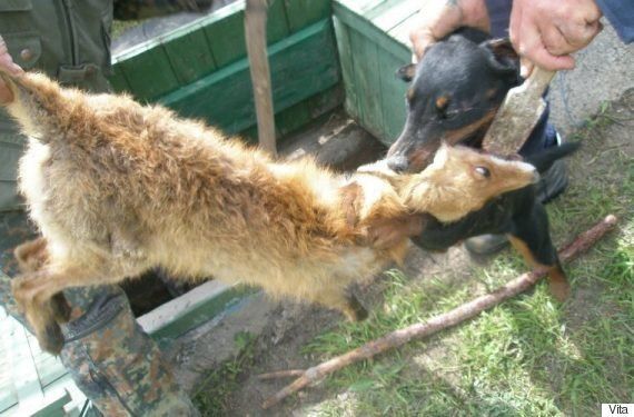 野生動物を鎖でつなぎ 猟犬にかませる訓練サービスがロシアで横行 虐待だ 動物愛護団体が反発 ハフポスト