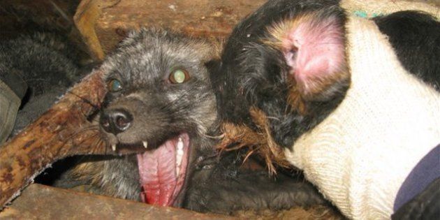 野生動物を鎖でつなぎ 猟犬にかませる訓練サービスがロシアで横行 虐待だ 動物愛護団体が反発 ハフポスト