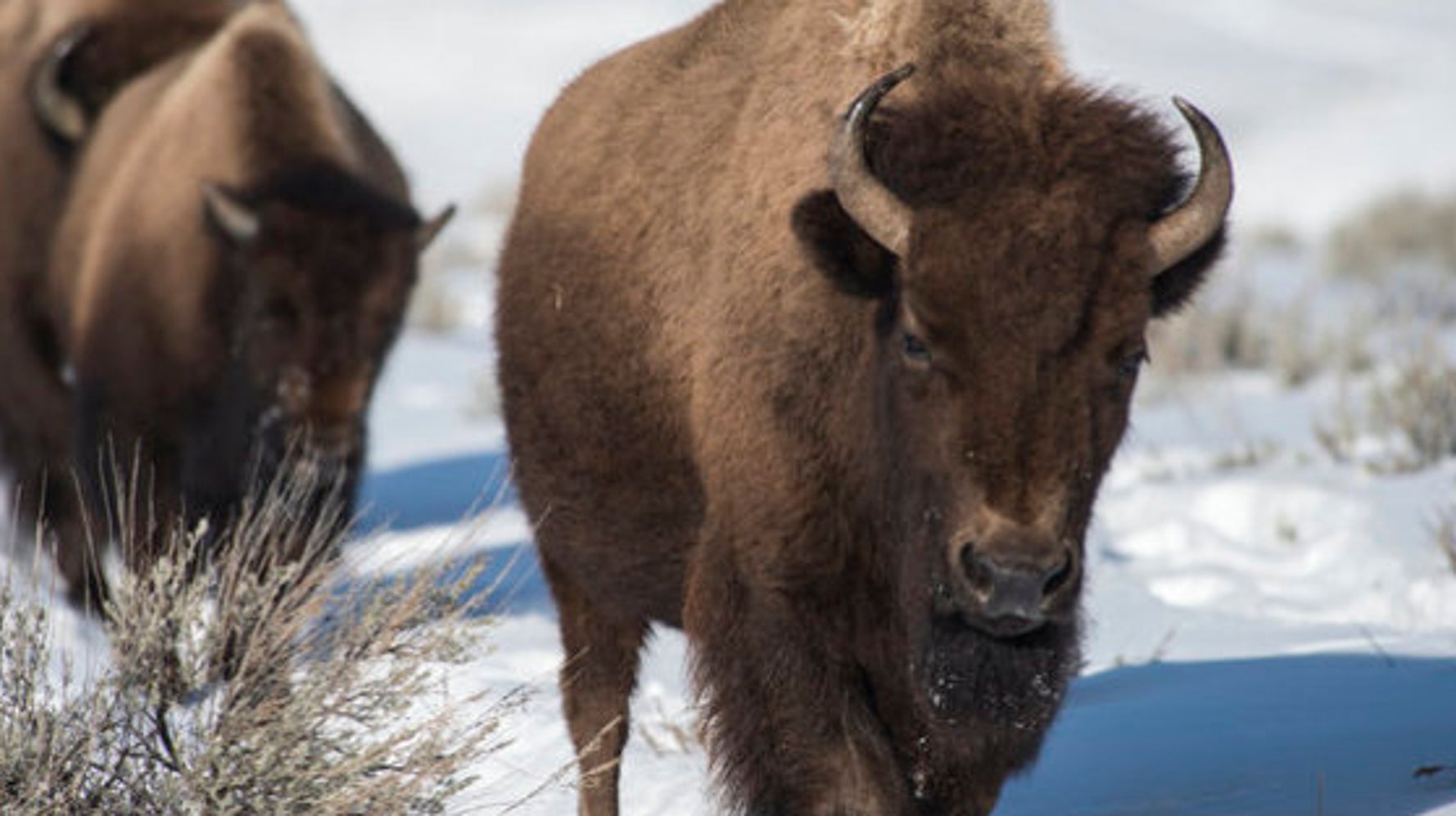 野生のバイソンが毎年大量に殺処分されるアメリカ 時代に合わない伝染病管理の犠牲に ハフポスト News