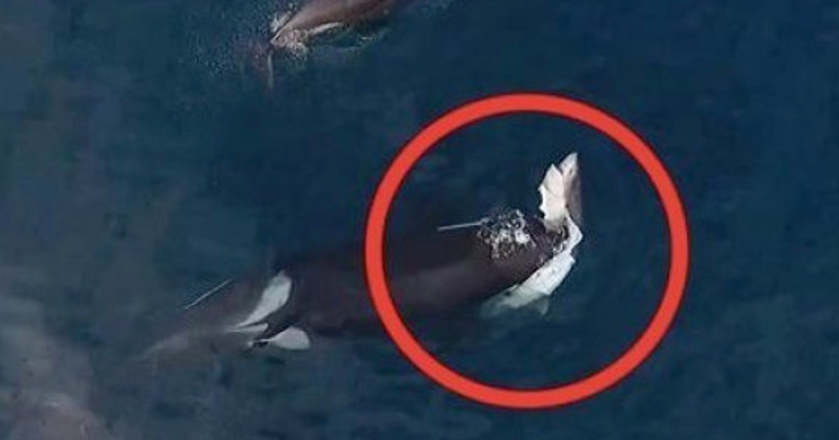 謎に包まれた生態のシャチ サメを襲う ドローンの貴重な映像 ハフポスト 謎に包まれた生態のシャチ サメを襲う ドローンの貴重な映像 ハフポスト