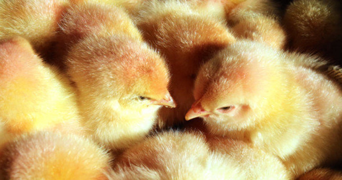 レーザーで簡単にひよこの性別を選別する技術が開発 オス雛の殺処分廃止の可能性 ハフポスト