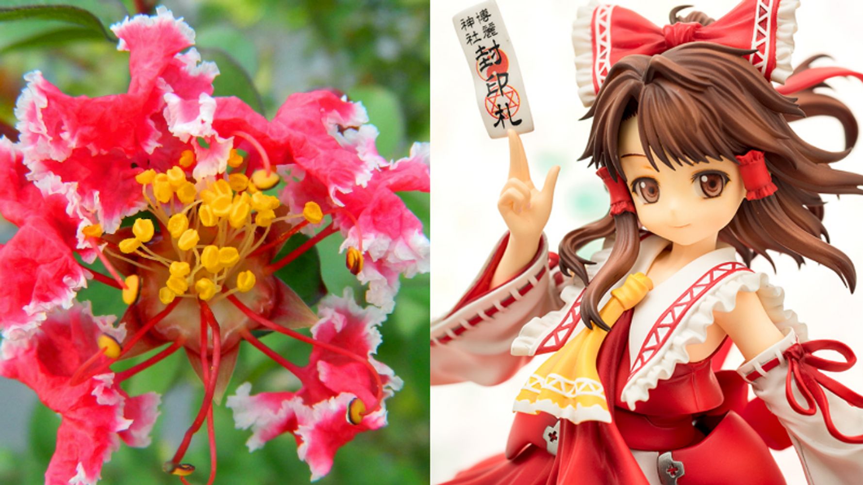 霊夢 中国で花の品種に 東方projectの人気キャラから命名 ハフポスト