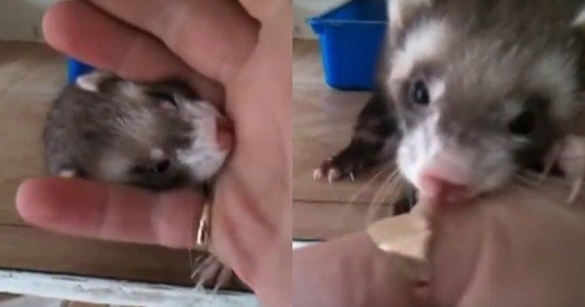 フェレットが飼い主の手を噛んで巣箱に誘導 のぞいてみると そこには 動画 ハフポスト フェレットが飼い主の手を噛んで巣箱に誘導 のぞいてみると そこには 動画 ハフポスト