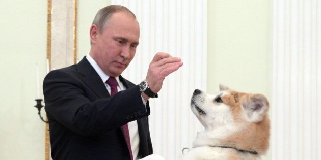 MOSCOW, RUSSIA - DECEMBER 13, 2016: Russia's President Vladimir Putin with his Akita dog named Yume before giving an interview to Nippon Television Network Corporation (Nippon TV) and the Yomiuri Shimbun newspaper, at the Moscow Kremlin. Putin is to visit Japan on December 15-16, 2016. Alexei Druzhinin/Russian Presidential Press and Information Office/TASS (Photo by Alexei Druzhinin\TASS via Getty Images)