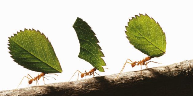 Three leafcutter ants (atta cephalotes) carrying leaves, close-up