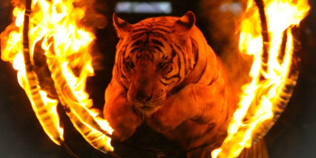 Tiger jumping through a burning ring