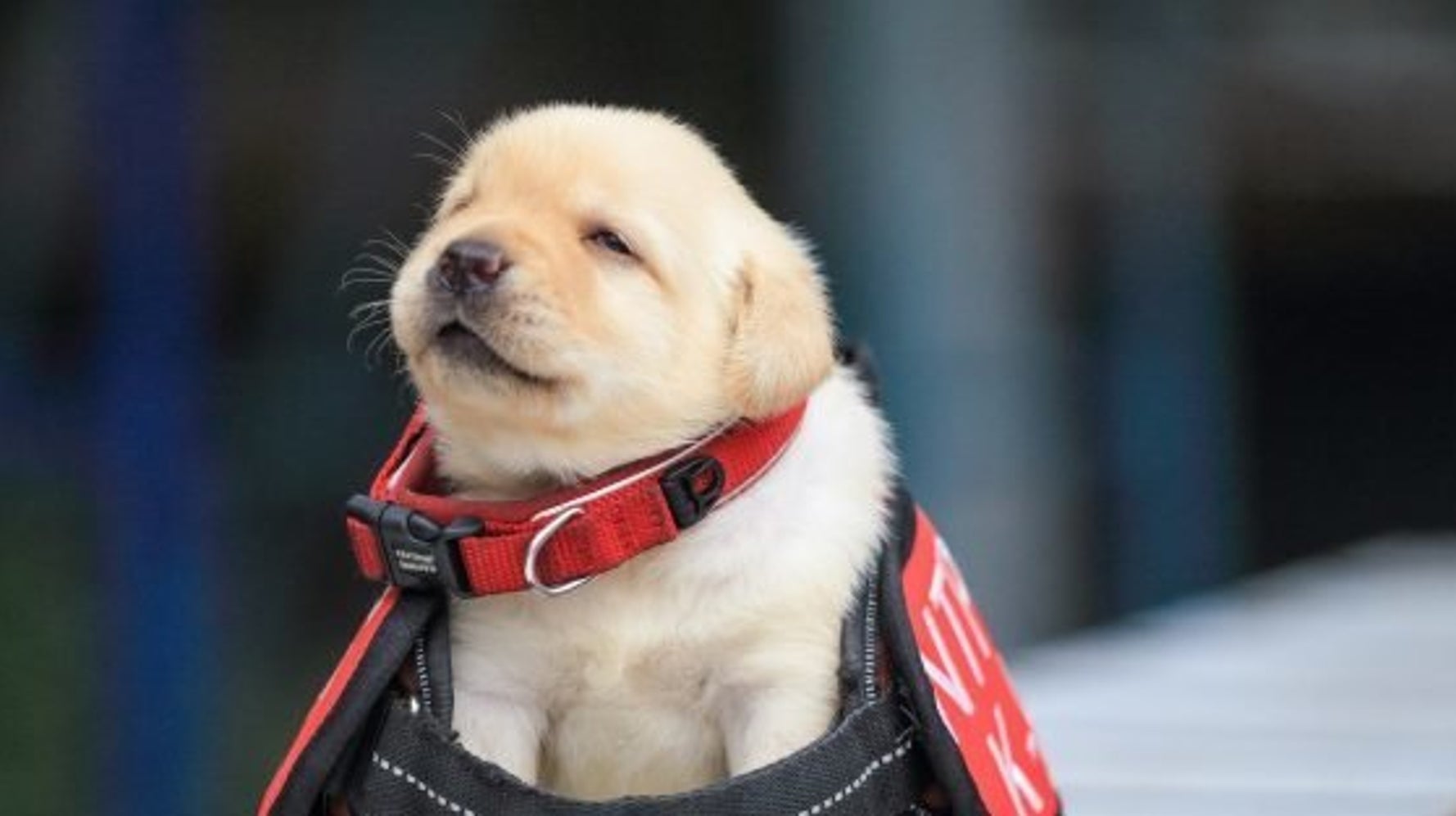 すっごく眠そうな台湾のワンちゃん これでも警察犬候補生です 写真 ハフポスト News