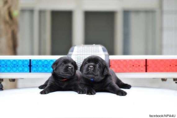 すっごく眠そうな台湾のワンちゃん これでも警察犬候補生です 写真 ハフポスト News すっごく眠そうな台湾のワンちゃん これでも警察犬候補生です 写真 ハフポスト News