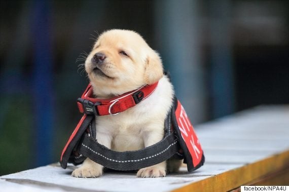 すっごく眠そうな台湾のワンちゃん これでも警察犬候補生です 写真 ハフポスト