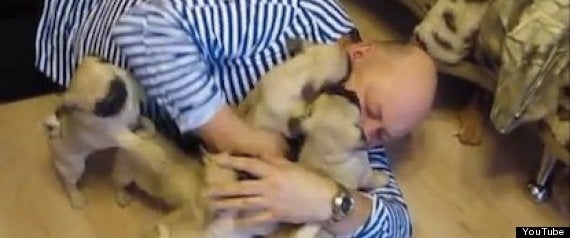 おだまり 吠える子犬を猫のお姉さんが一喝で黙らせる 動画 ハフポスト おだまり 吠える子犬を猫のお姉さんが一喝で黙らせる 動画 ハフポスト