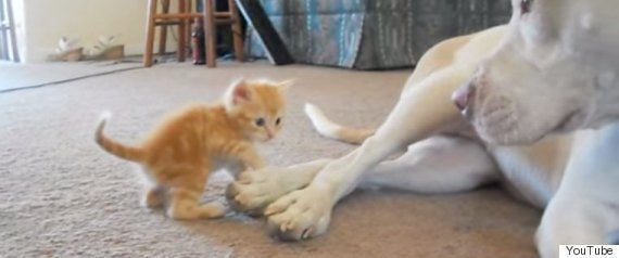 おだまり 吠える子犬を猫のお姉さんが一喝で黙らせる 動画 ハフポスト