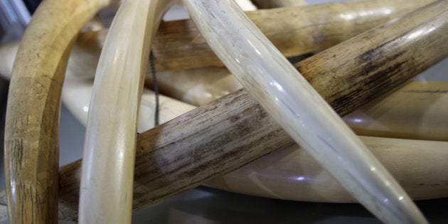 LONDON, ENGLAND - SEPTEMBER 12: Illegal Elephant ivory is displayed in a cabinet at an 'Endangered Species' exhibition at London Zoo on September 12, 2011 in London, England. The exhibition is organised by 'Operation Charm', a Metropolitan Police partnership aimed at tackling the illegal trade in endangered wildlife and runs for one month at London Zoo. Items include a 10 week old stuffed Tiger cub, the tooth of a sperm whale, Ivory carvings, and a stuffed Tiger. (Photo by Dan Kitwood/Getty Images)