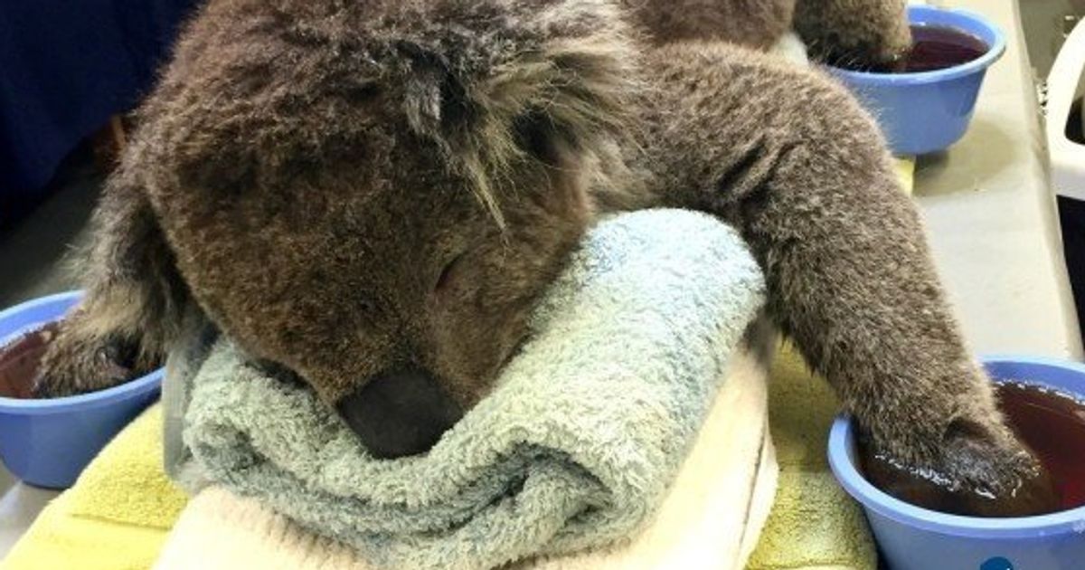 オーストラリアの山火事で手足にやけどを負ったコアラを救え 世界各国から支援の手 画像 ハフポスト
