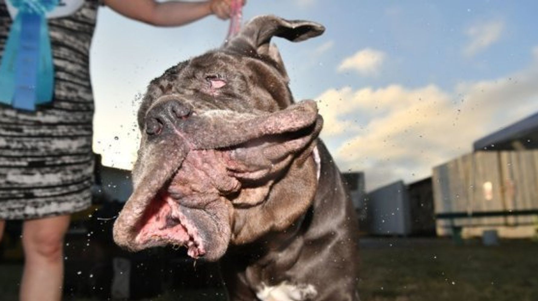 これが世界で一番 醜い 犬 ぶよぶよのほっぺたが たまらない 画像 ハフポスト News