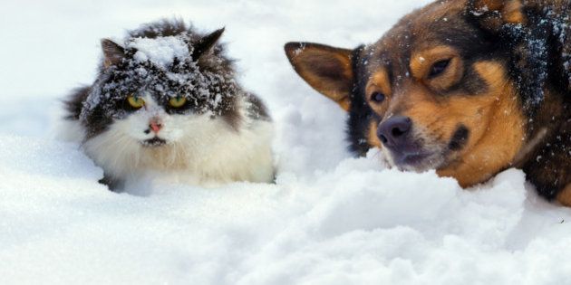 Cat and dog lying on the snow in cold winter