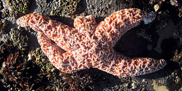FILE - This undated file photo released by the Rocky Intertidal Lab at the University of California-Santa Cruz shows a starfish suffering from