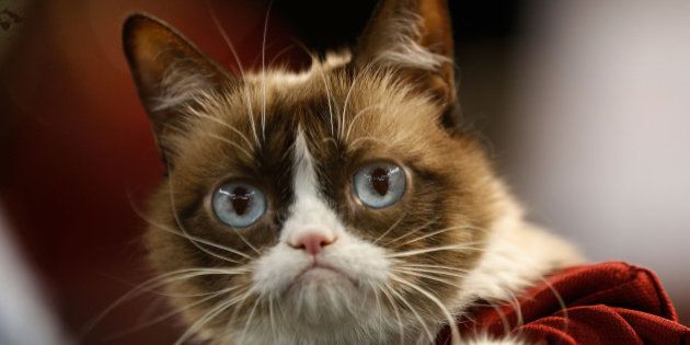 PHOENIX, AZ - SEPTEMBER 07: 'Grumpy Cat' sits dugout before the MLB game between the Arizona Diamondbacks and the San Francisco Giants at Chase Field on September 7, 2015 in Phoenix, Arizona. (Photo by Christian Petersen/Getty Images)