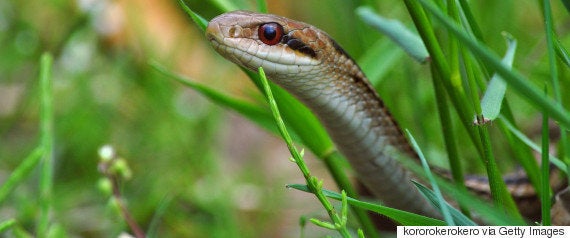 双頭のヘビ 横浜のペットショップで展示 慎重にお世話したい 動画 ハフポスト