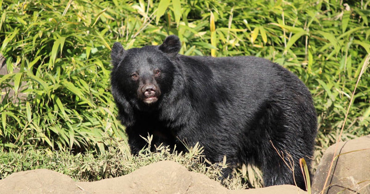 今年は4年に1度の出没多発年 クマに襲われたときはどうしたらいいのか ハフポスト