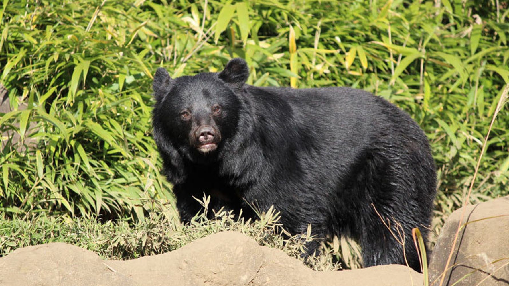 今年は4年に1度の出没多発年 クマに襲われたときはどうしたらいいのか ハフポスト